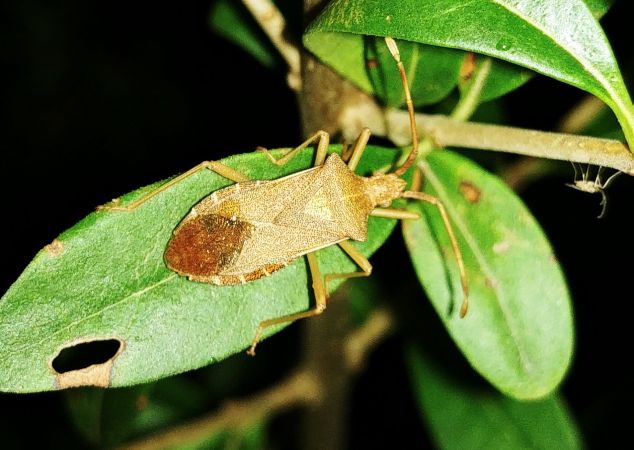 Gonocerus acuteangulatus 