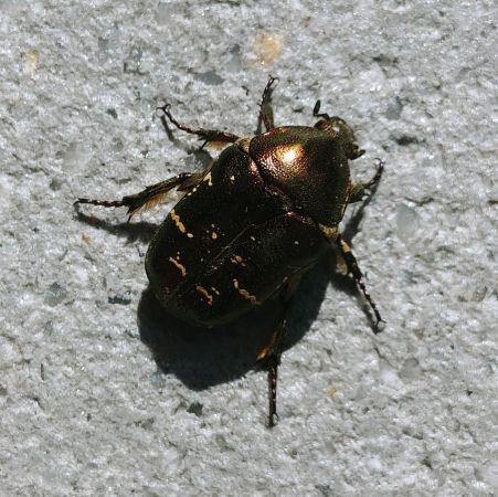Cétoine cuivrée 
