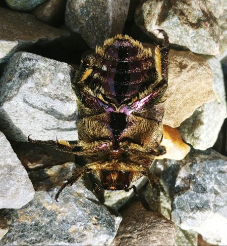 Cétoine cuivrée 