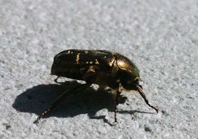 Cétoine cuivrée 