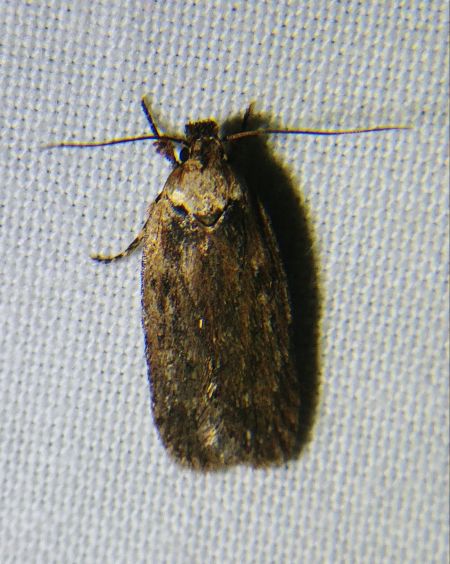 Depressaria sp. 