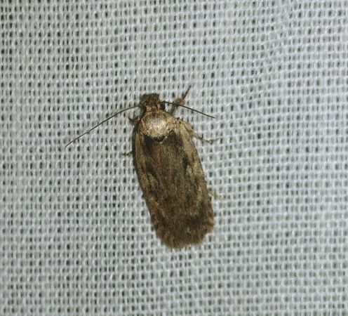 Depressaria sp. 