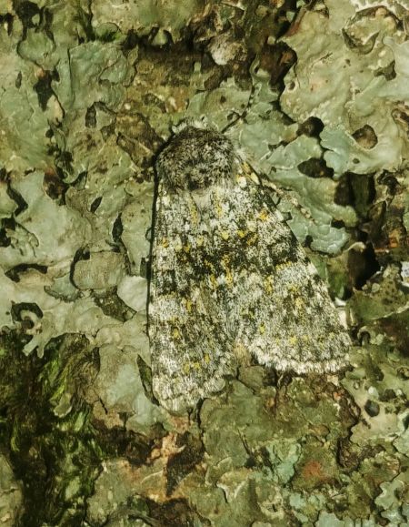 Polymixis xanthomista 