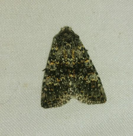 Polymixis xanthomista 