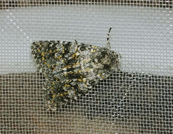 Polymixis xanthomista 