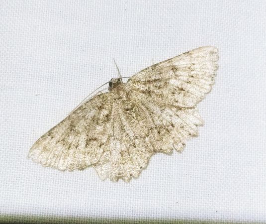 Charissa obscurata 