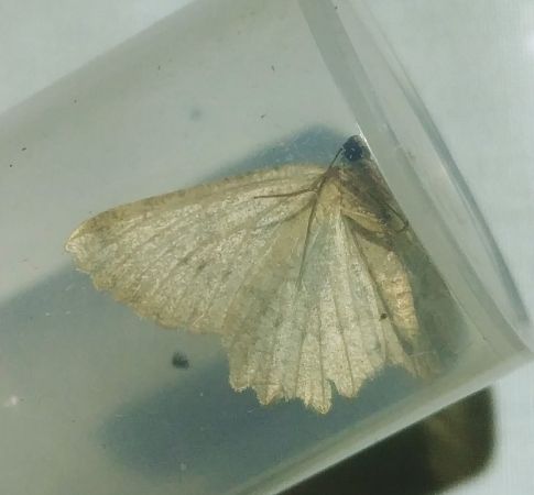 Charissa obscurata 