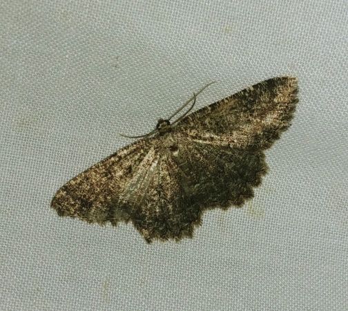 Charissa obscurata 