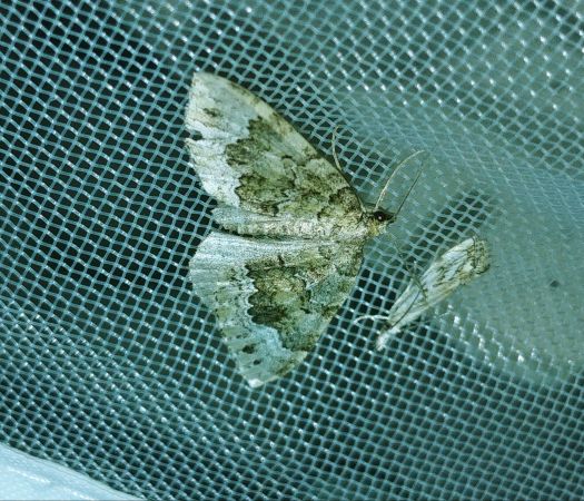 Colostygia olivata 