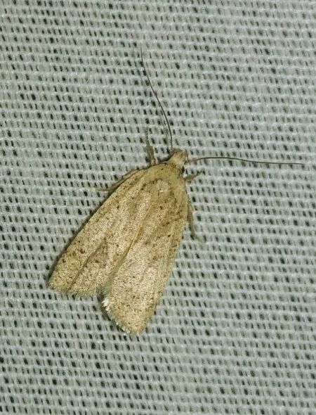 Agonopterix indéterminé 