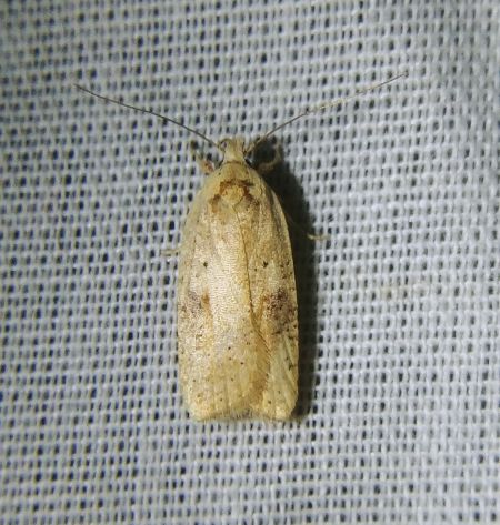 Agonopterix indéterminé 