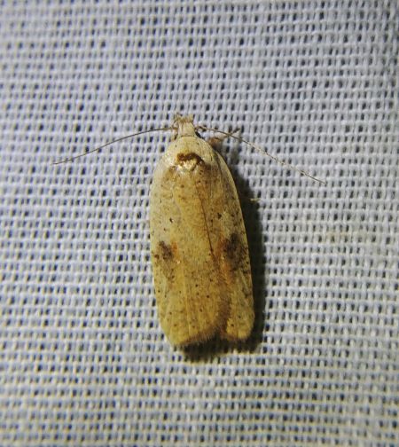 Agonopterix indéterminé 
