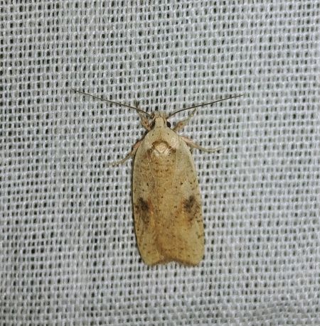 Agonopterix indéterminé 