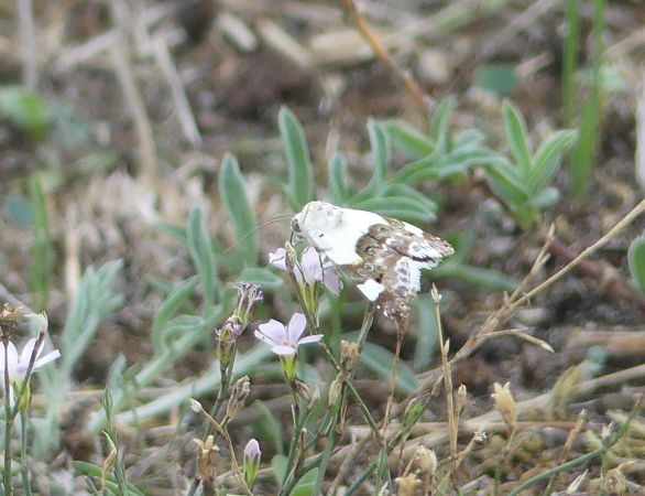 Collier blanc 