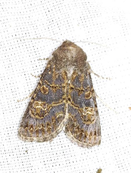 Tholera cespitis 