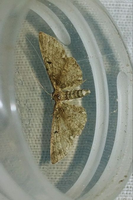 Eupithecia tripunctaria 