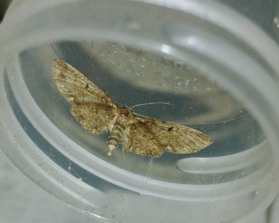 Eupithecia tripunctaria 