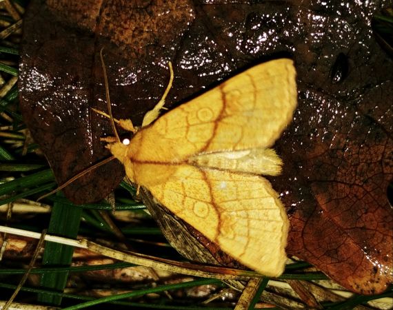 Tiliacea citrago 