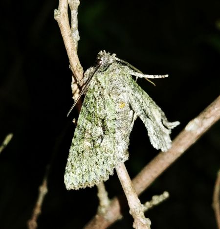 Dryobotodes eremita 