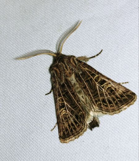 Tholera decimalis 