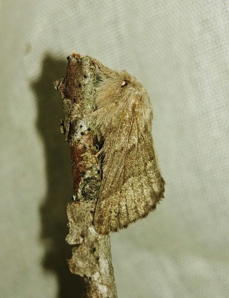 Bombyx de l'Aubépine 