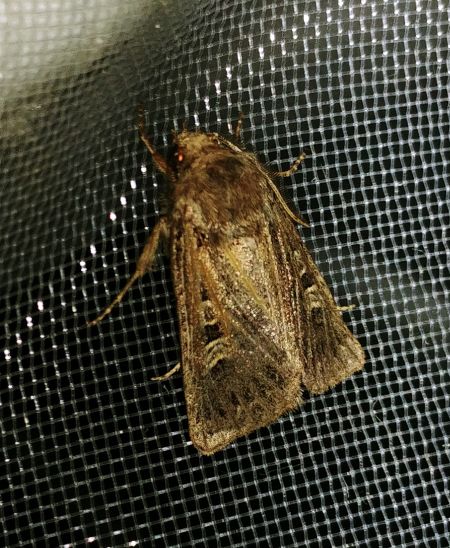 Tholera decimalis 