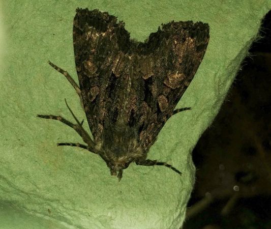 Mniotype satura 