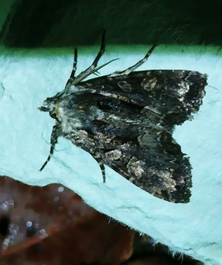 Mniotype satura 