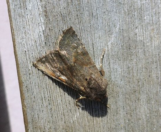 Noctuelle boueuse 