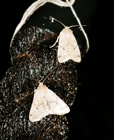 Agrochola laevis 