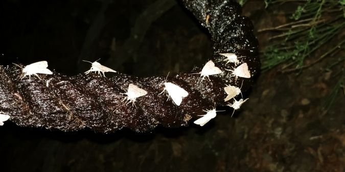 Agrochola laevis 