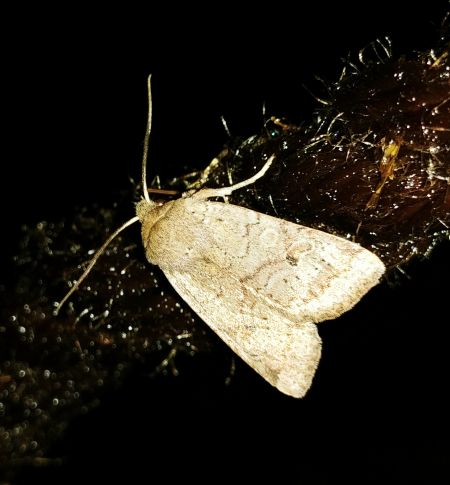 Agrochola laevis 