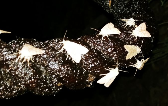 Agrochola laevis 