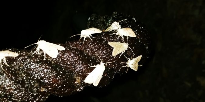Agrochola laevis 