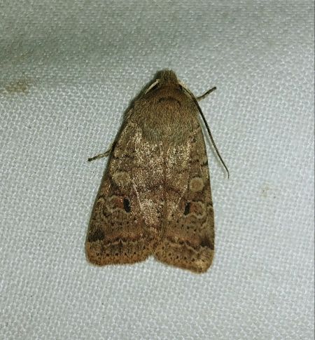 Agrochola laevis 