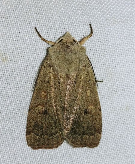 Xestia castanea 