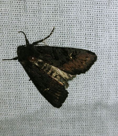 Noctuelle anthracite 
