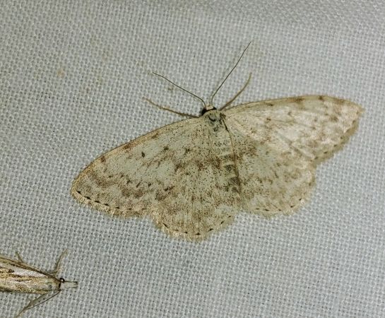 Scopula marginepunctata 
