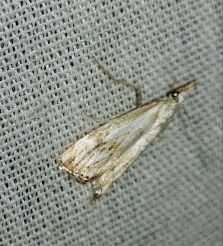 Catoptria falsella 
