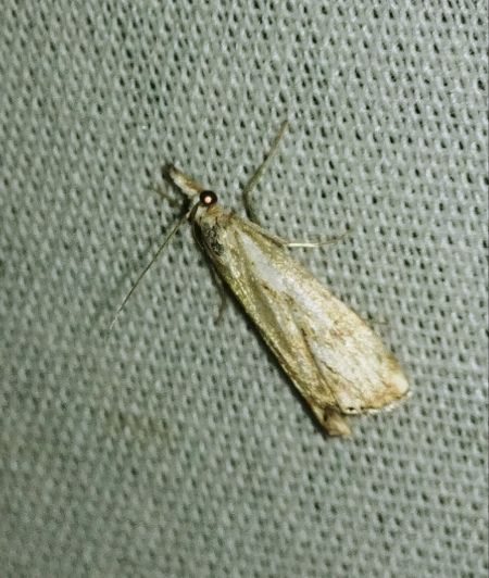 Catoptria falsella 