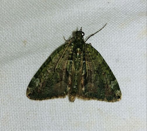 Chloroclysta siterata 