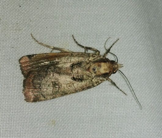 Epilecta linogrisea 