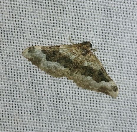 Epirrhoe galiata 