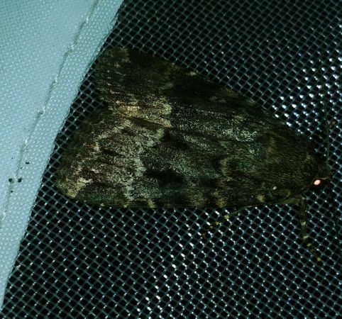 Amphipyra pyramidea 