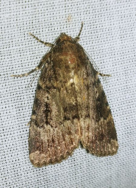 Amphipyra pyramidea 