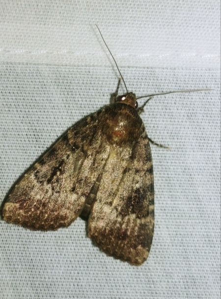 Amphipyra pyramidea 