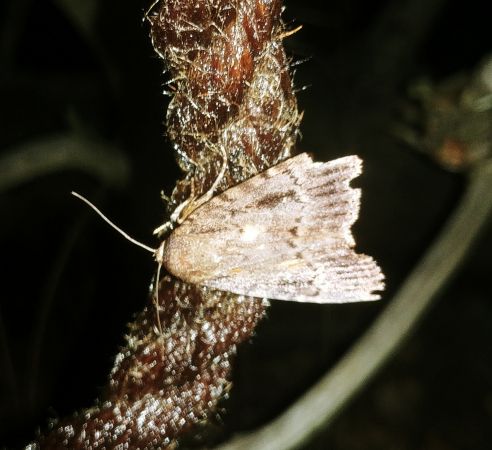 Amphipyra pyramidea 