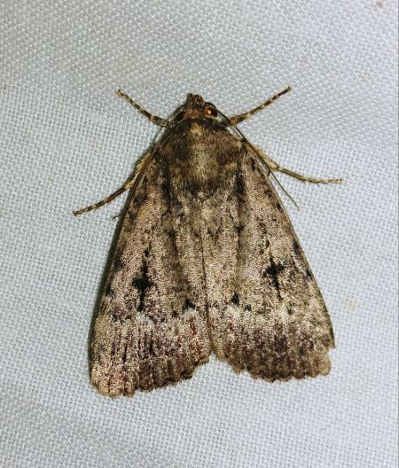 Amphipyra pyramidea 