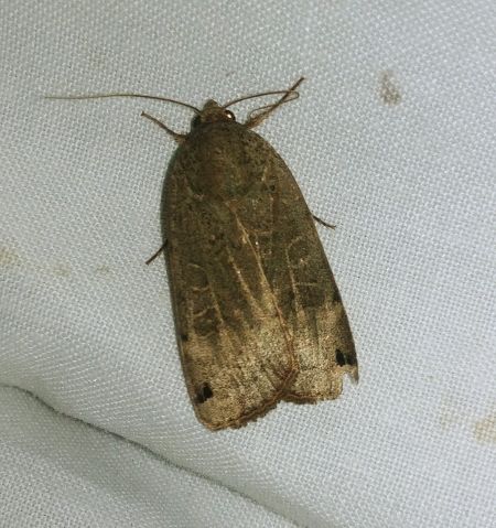 Noctua orbona 