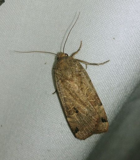 Noctua orbona 